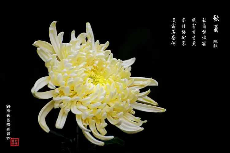 秋菊简介