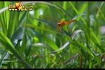 豫剧投衙 选段 扎跪在二堂泪流满面伴奏 片段