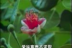云南山歌剧风雨年华度人生