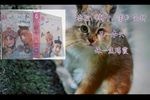秦腔新十八扯 全折