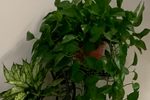草桥结拜 片段