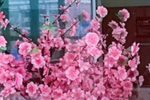 严冬过了春有讯 片段
