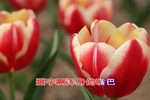 罗英访贤 片段