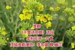千里送京娘 片段
