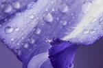 扬剧黛玉悲秋