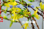 姊妹易嫁 片段