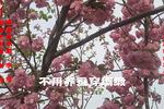 姊妹易嫁 片段