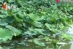 杨元闪目留神看 